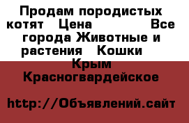 Продам породистых котят › Цена ­ 15 000 - Все города Животные и растения » Кошки   . Крым,Красногвардейское